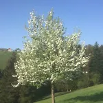 Koessl Waidhofen an der Ybbs