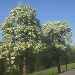 Koessl *