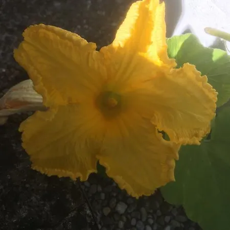 Apartamento Koessl *