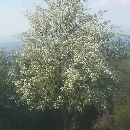 Koessl Apartamento *