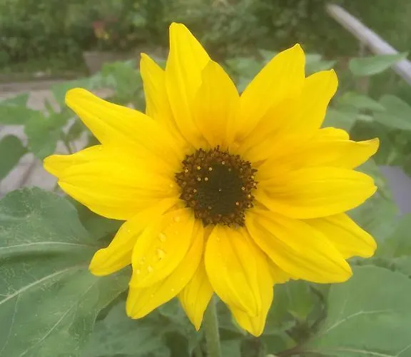 Διαμέρισμα Koessl